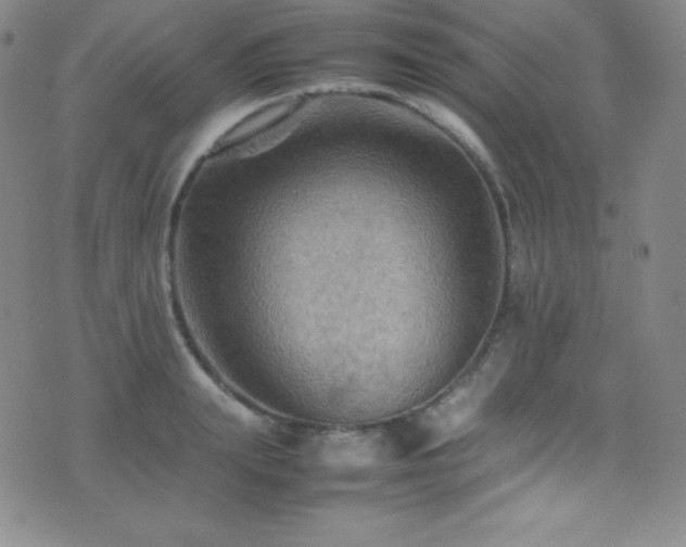 X0000077290847200610201132