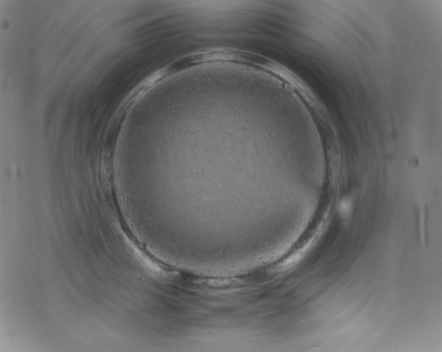 X0000077290857200610201132