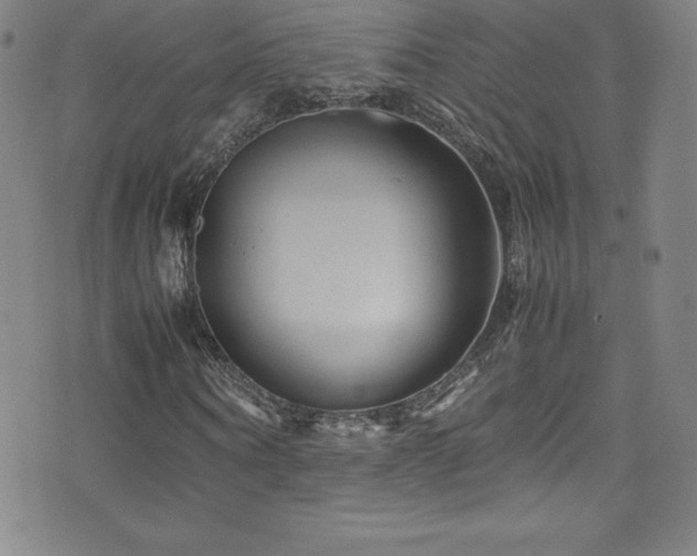 X0000077290866200610201131