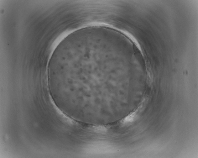 X0000077290911200610201131