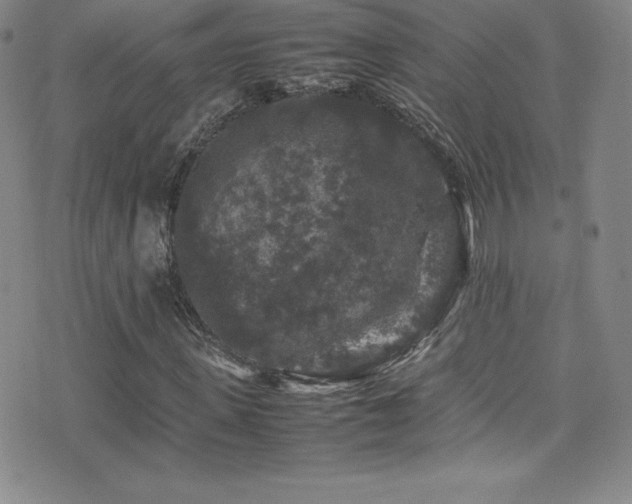 X0000077290915200610201130