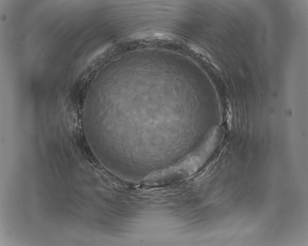 X0000077290966200610201130