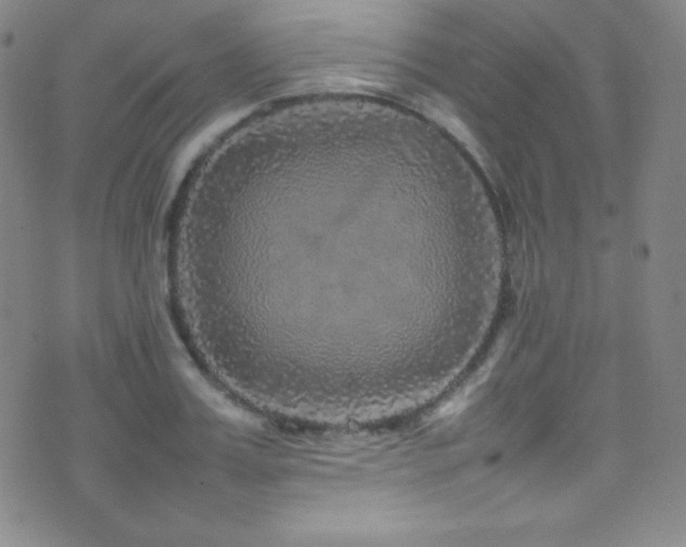 X0000077290987200610201129