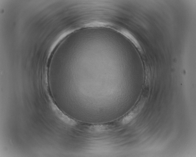 X0000077291000200610201129