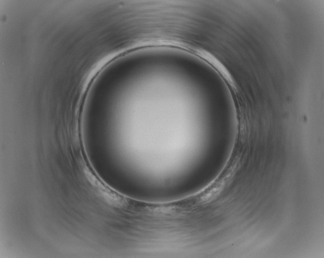 X0000077291004200610201129