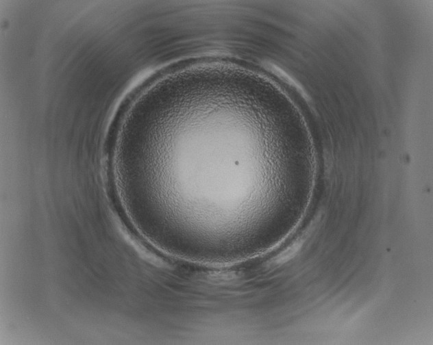 X0000077291029200610201129