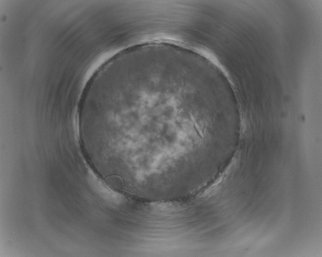 X0000077291032200610201129