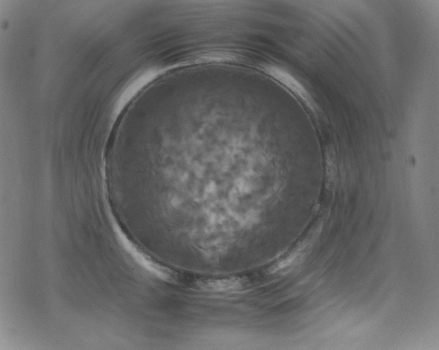 X0000077291047200610201129