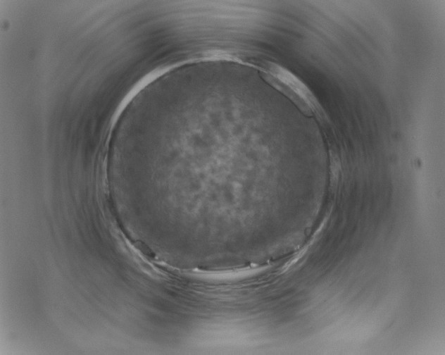 X0000077291052200610201129