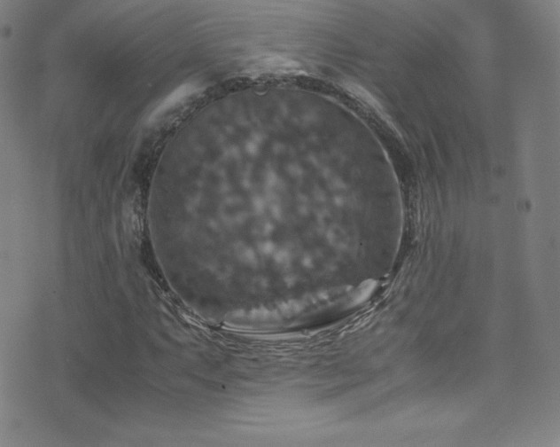 X0000077291063200610201128