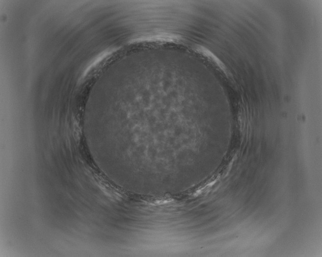 X0000077291064200610201128