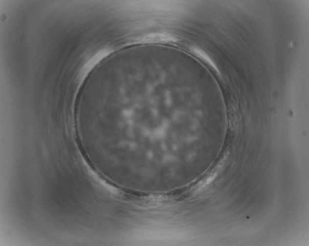 X0000077291087200610201128