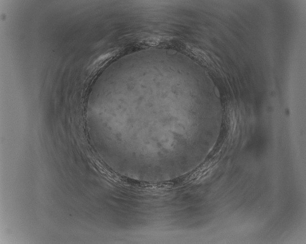 X0000077291105200610201127