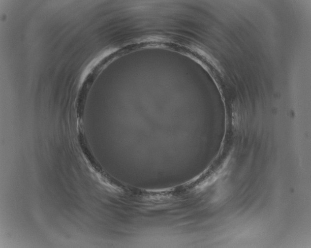 X0000077291117200610201127