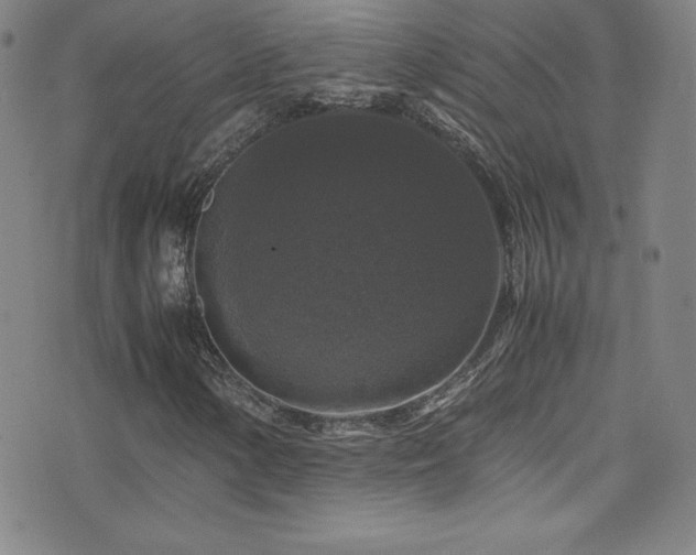 X0000077291154200610201126