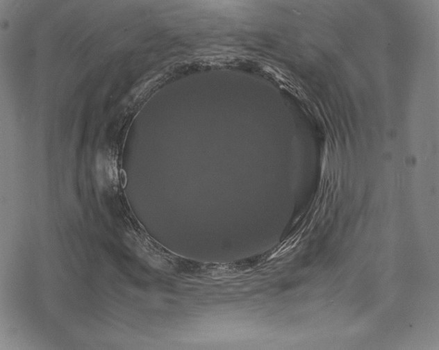 X0000077291155200610201126