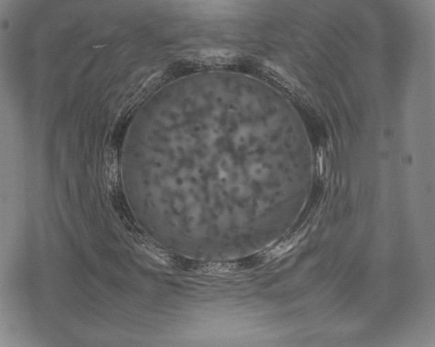 X0000077291251200610201125