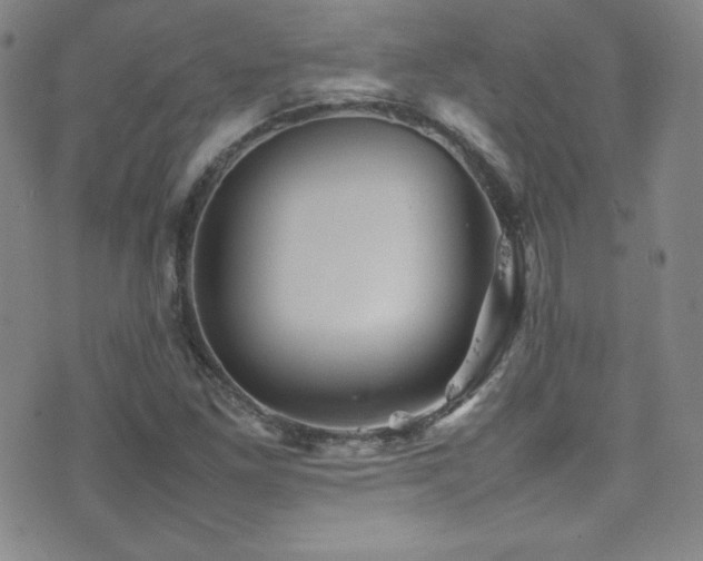 X0000077291261200610201125