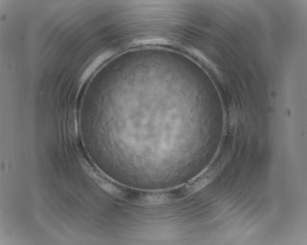 X0000077291274200610201125