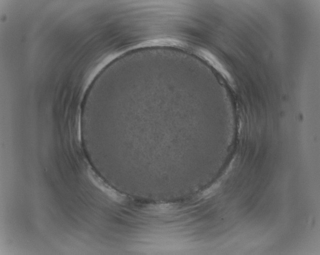 X0000077291276200610201125