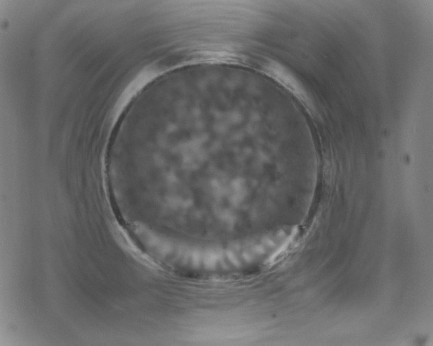 X0000077291283200610201124