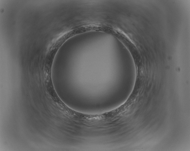 X0000077291303200610201123
