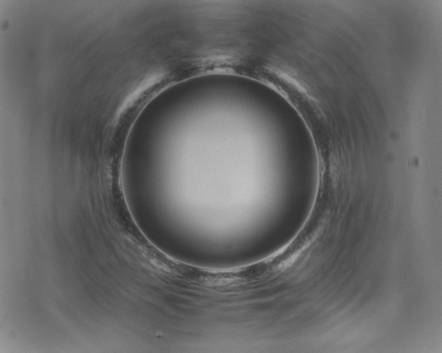 X0000077291309200610201124