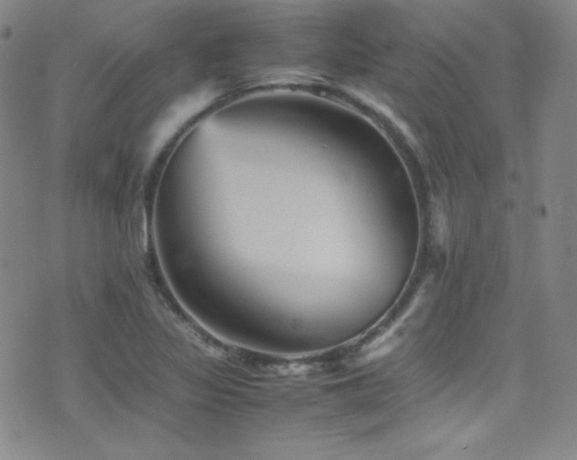 X0000077291317200610201124