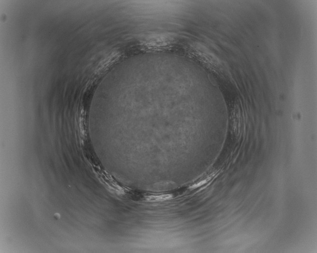 X0000077291346200610201123