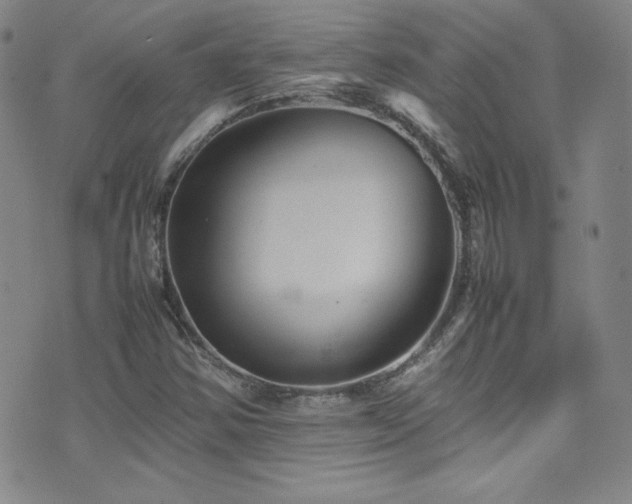 X0000077291354200610201123