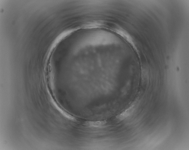 X0000077291429200610201122