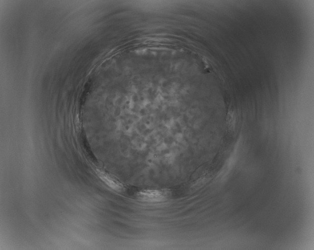 X0000077290381200610271531
