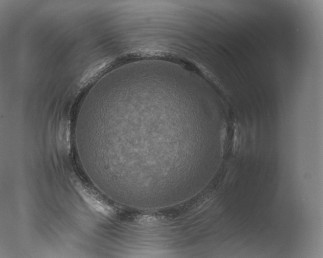 X0000077290494200610271528