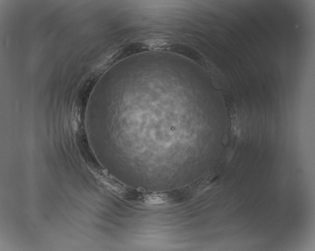 X0000077290618200610271526