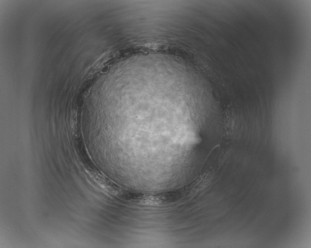 X0000077290656200610271526
