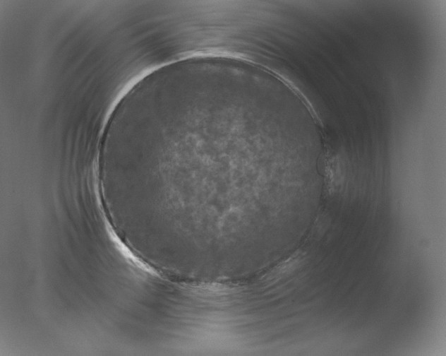 X0000077291100200610271518