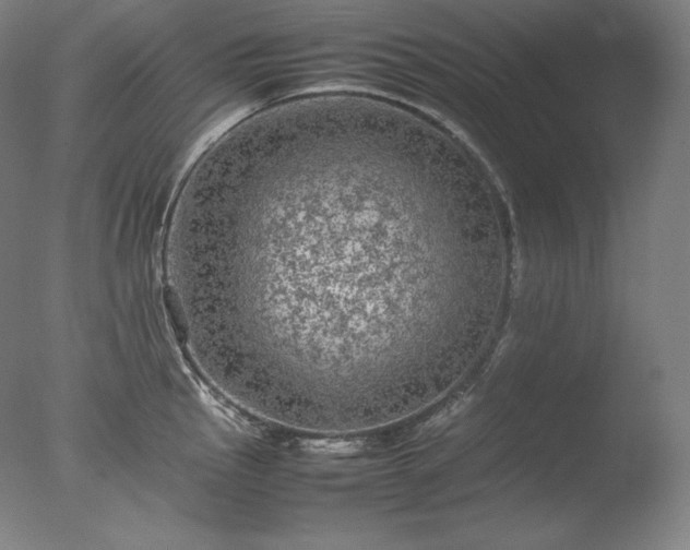 X0000077291145200610271518