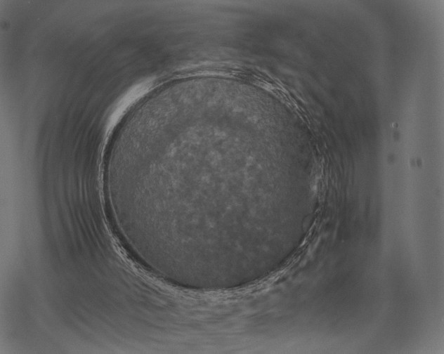 X0000077290006200611031602