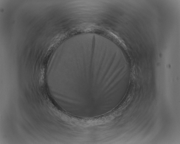 X0000077290018200611031602