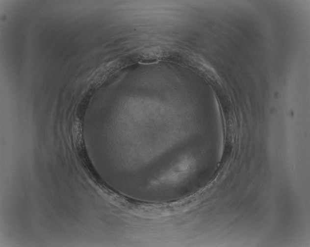 X0000077290029200611031601