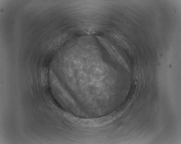 X0000077290030200611031601