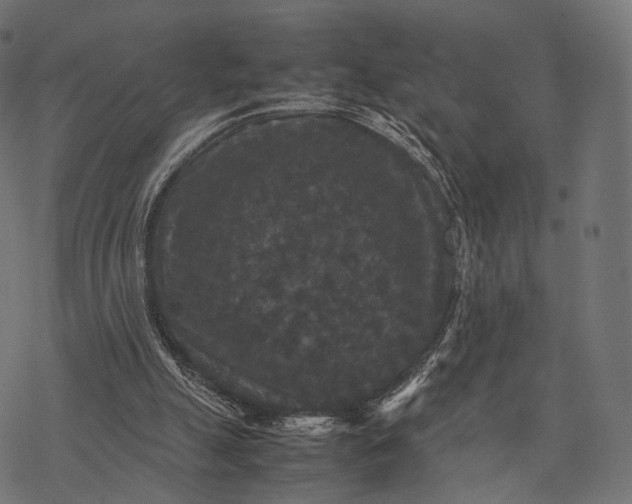 X0000077290055200611031600