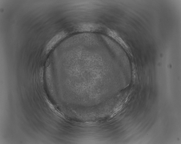 X0000077290058200611031600