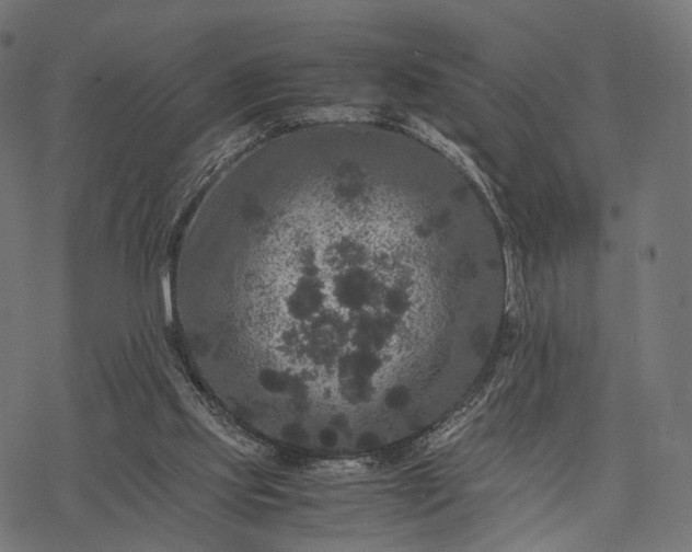 X0000077290061200611031600