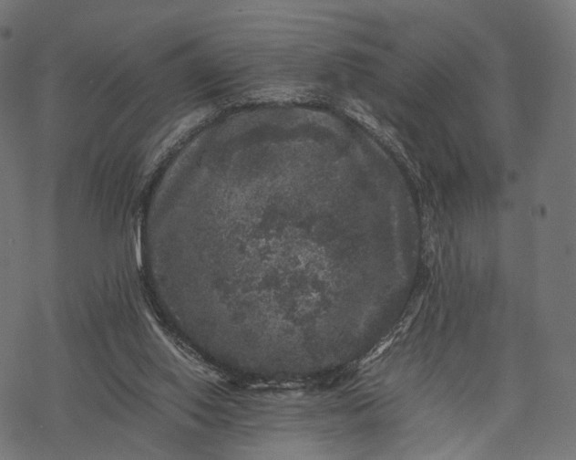 X0000077290062200611031600