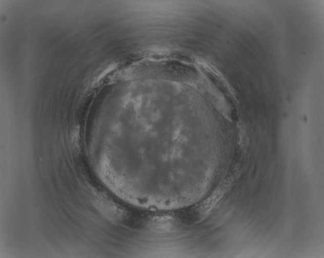 X0000077290066200611031601