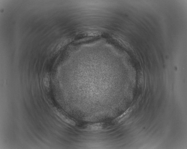 X0000077290078200611031601