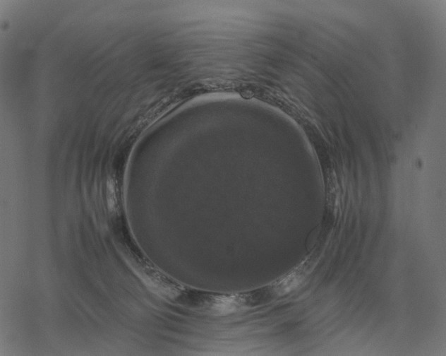 X0000077290130200611031600