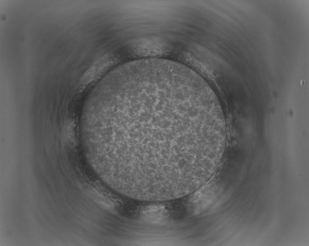 X0000077290162200611031559