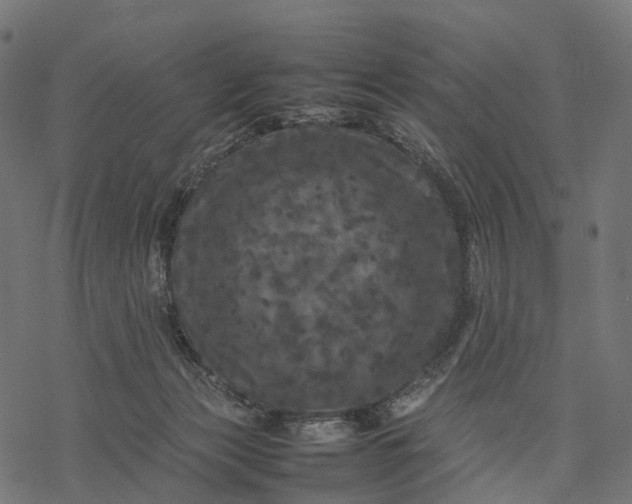 X0000077290173200611031559